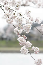 写真：角館の桜